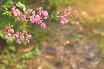 Coral vine or mecican creeper