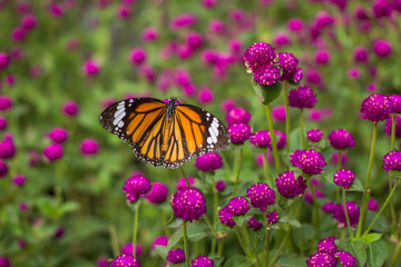 Closeup butterfly on flower blurry background in garden or in nature