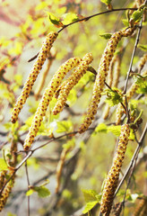 Birch tree branches in springtime