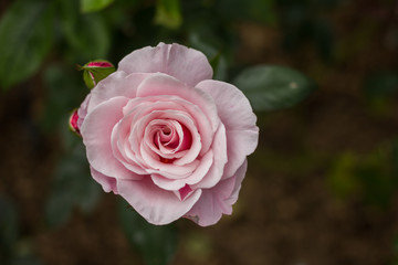 Close-up of garden rose