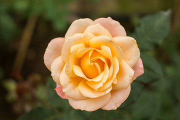 Close-up of garden rose
