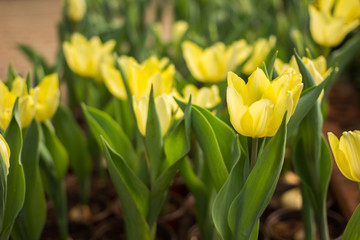 Colorful rows of  flower varieties in tulip field on  farm