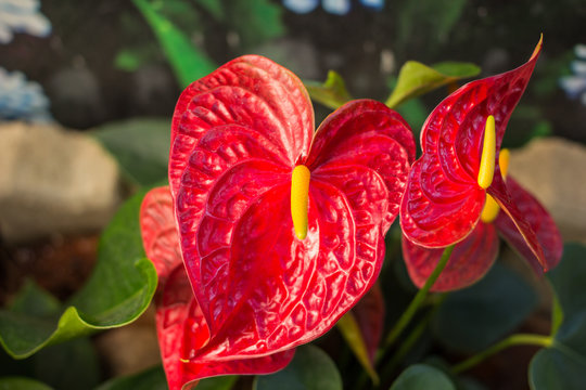 Beautiful Anthurium or flamingo flower bloom in park