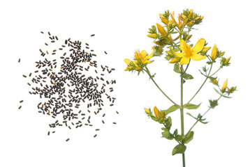 Seeds and flower of Saint Peter's wort (Hypericum tetrapterum) isolated on white background