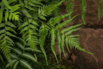 View of mature Tasmanian tree Ferns