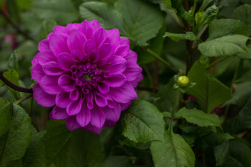 Flowers, flowers chrysanthemum