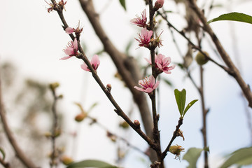 Peach blossoms. Spring. Blooming natural background.