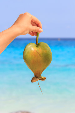 Female hand holding a fruit barringtonia, amid the Andaman sea. Similan Islands
