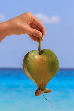 Female hand holding a fruit barringtonia, amid the Andaman sea. Similan Islands