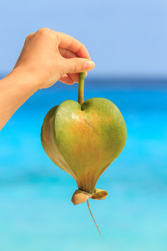 Female hand holding a fruit barringtonia, amid the Andaman sea. Similan Islands