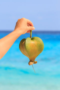 Female hand holding a fruit barringtonia, amid the Andaman sea. Similan Islands