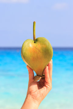 Female hand holding a fruit barringtonia, amid the Andaman sea. Similan Islands