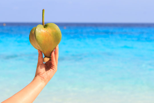 Female hand holding a fruit barringtonia, amid the Andaman sea. Similan Islands