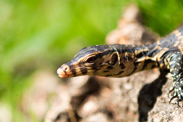 Little lizard sitting on the tree trunk. Close-up