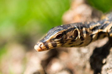 Little lizard sitting on the tree trunk. Close-up