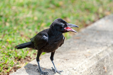 Black Raven on green grass with open beak