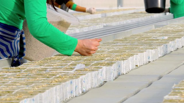 Female workers seeding tomato hibryd seeds in greenhouse