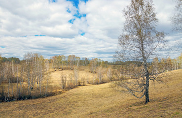 Spring landscape with yellow hills and birch woods in sunny cloudy day