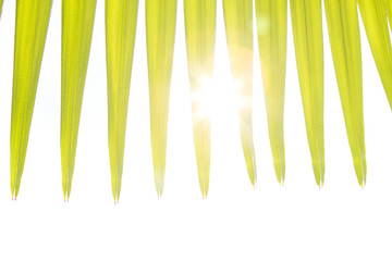 Green palm tree on white background