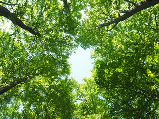 Looking up into tall trees in fresh green forest