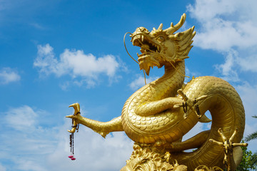 Fototapeta na wymiar Golden Chinese dragon statue on blue sky background in Phuket Town, Thailand