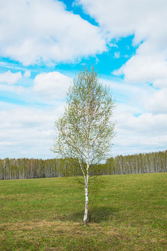 Springtime landscape with a young lonely birch tree among wide field in sunny day