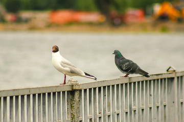 pigeon seating with Black-headed seagull