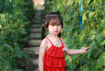 Adorable little asian girl in plants of a vegetable garden, Kids are playing, Little helpers.