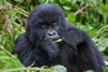 Mountain Gorilla, Volcanoes National Park, Rwanda