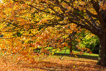 Beautiful autumn colors in Washington DC, USA. Maple tree with long branches leans towards the sun.