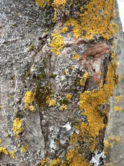  bark of tree