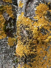 Moss on the trunk of a tree