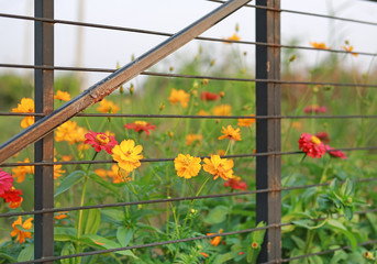 Daisy and cosmos flowers with steel fence.