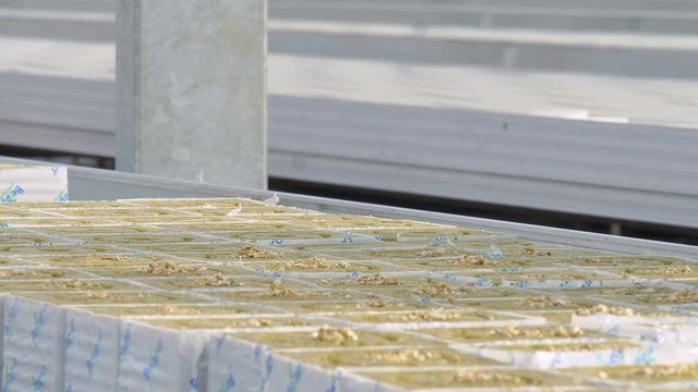 Female workers seeding tomato hibryd seeds in greenhouse