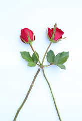 Two Red roses flower with two wedding rings on white background.