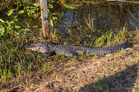 Wild Alligator laying on a sun on a green grass close to the river at beautiful sunny day with blue sky. Everglades National Park. Miami. Florida. USA