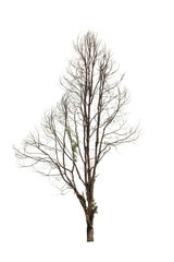 Dead hollow  tree isolated on white background