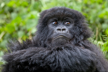 Mountain Gorilla, Volcanoes National Park, Rwanda