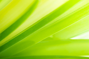 Green leaves, fresh in moring backgroud concept