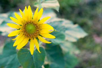 Close up of sunflowers.