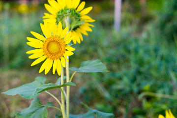 Close up of sunflowers.