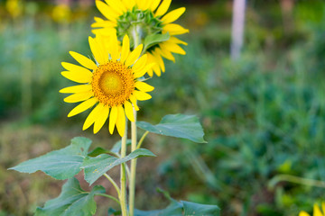 Close up of sunflowers.