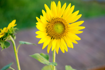 Close up of sunflowers.