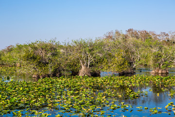 Swamp with green grass and blue sky. Florida wetland, Everglades National Park in USA. Popular place for tourists, wild nature and animals.