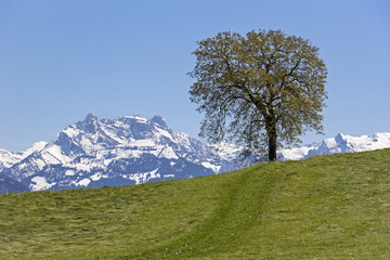 Fototapeta na wymiar A tree is standing on the meadow in the Swiss Alps