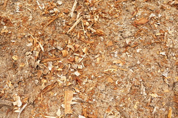 Wooden sawdust after the production of wood on a sawmill