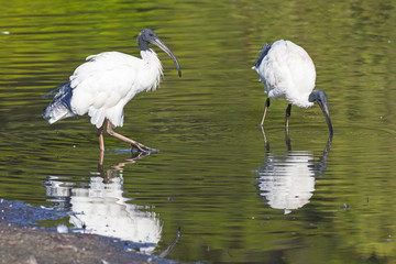 Australian White Ibis