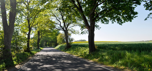Deutsche Alleenstraße, Vimnitz, Insel Rügen