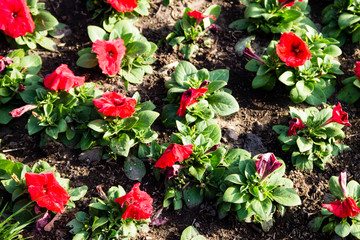 Petunia flowers on flowerbed
