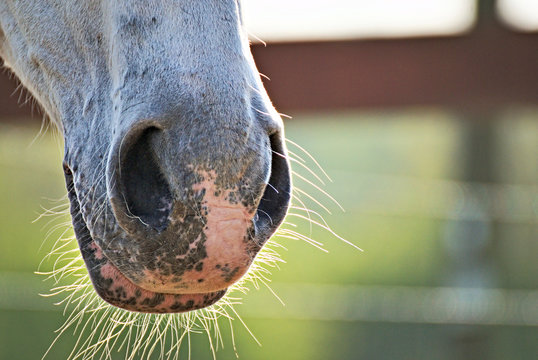 Portrait of a horse on a field in summer